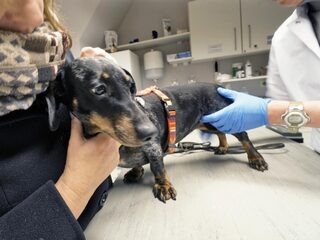 'Honden bij import screenen op brucellose'