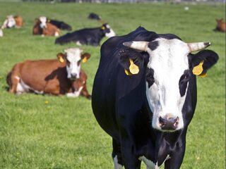 RIVM noemt kritiek op rekenmodellen voor stikstofneerslag onbegrijpelijk