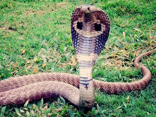 Koningscobra kan voortplanten zonder seks te hebben