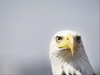 Bruidspaar op zoek naar door roofvogel verloren trouwringen