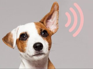 Recordaantal inzendingen voor NTR Podcastprijs