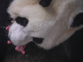 Onverwachte geboorte van pandatweeling in België