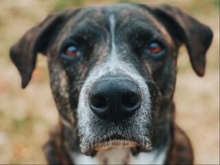 'Waarom ik veel meer hield van oude honden dan van puppy's'