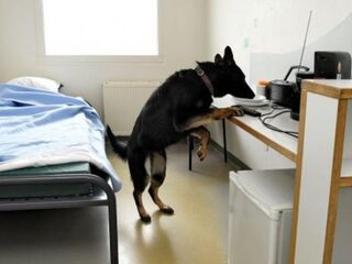 Baas in bajes: 'De telefoons zijn zo klein, die kan je gewoon in je mond stoppen'