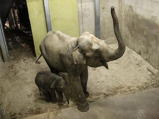 Je mag gewoon een olifant als huisdier hebben