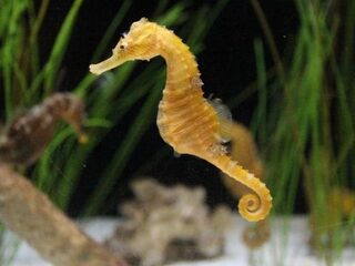 Zeepaardjes zijn uniek en wel hierom