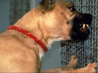 TrendingVandaag: Pitbulls gered van hondengevechten