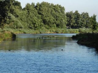 Honderdduizend dode vissen in Brabants riviertje