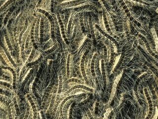 In 2017 extra overlast door eikenprocessierups verwacht