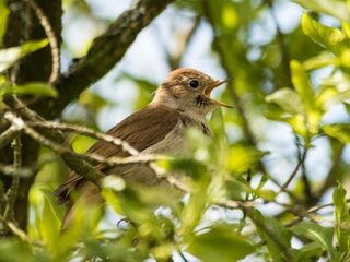 Europees vogelconcert op NPO Radio 1