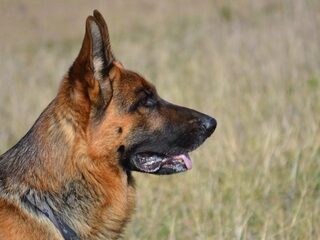 Hond kan 'ruiken' of iemand kanker heeft