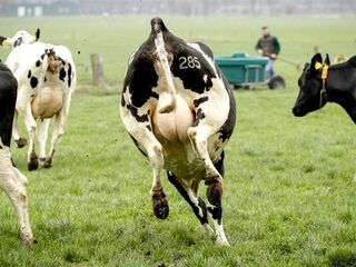 'Ooit aten we dieren: De toekomst zal veganistisch zijn'