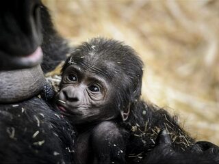 Dilemma's van een dierentuin