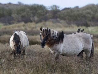 Paardenkolonie Oostvaardersplassen ook elders in de problemen