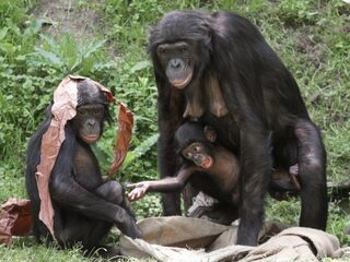 Hippie chimpansees; veel sekspartners, maar niet veel vaders