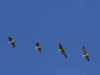 Is de lucht blauwer?