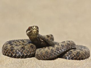 Gifslang onder de loep, zoals de adder in Nederland