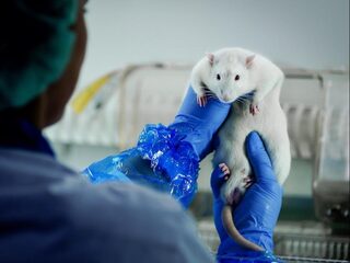 'Dierproeven zijn allang overbodig'