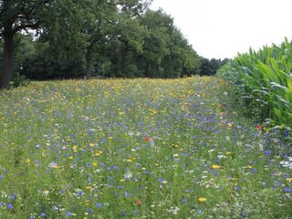 Landbouw ten koste van natuur en biodiversiteit: dit kun jij daaraan doen