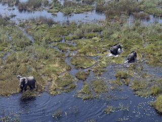 Podcast De Dag: Hoe moet Botswana met olifanten omgaan?