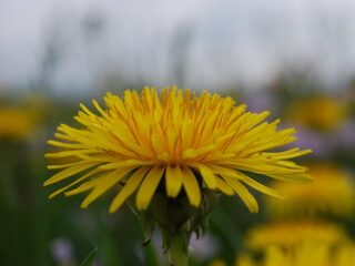 Stadse paardenbloem anders dan die op het platteland? Help mee met onderzoek!