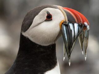 Bijzonder: papegaaiduiker duikt op in Egmond aan Zee