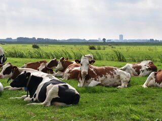 Actie: meer bomen in de wei voor koeien