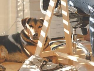 Een hond op kantoor zorgt voor minder stress