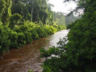 Burgers ontdekken nieuwe diersoorten op Borneo