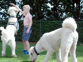 Alexander (8) bloeit op door zijn therapiehonden