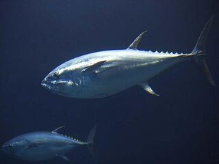 Tonijn nog niet uit de gevarenzone