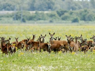 Als de jagers van Staatsbosbeheer moordenaars zijn, wat maakt dat dan van de Koninklijke familie?