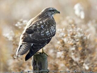 Drie bijzondere voorbeelden van polygame vogels