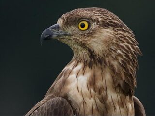 Sms'en met een wespendief