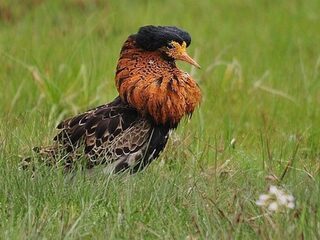 Gaat de Lelylijn straks door Natura 2000? 'Er ligt ook al een snelweg langs het gebied'