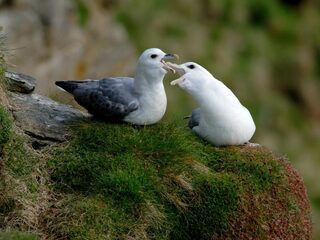 Maag Noordse stormvogel minder vol met plastic