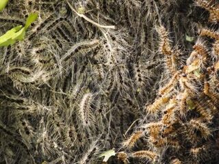 Petitie voor bestrijding eikenprocessierups