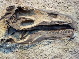 Paleontoloog Anne Schulp werkte mee aan ontdekking nieuwe dinosauriër