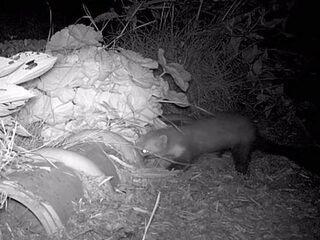 Filmpje: steenmarter op jacht