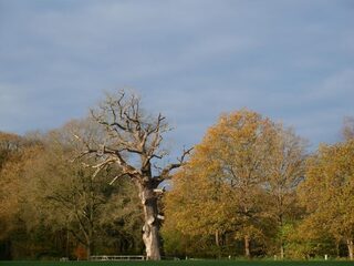 Overbemesting doodsteek voor dikste eik van ons land