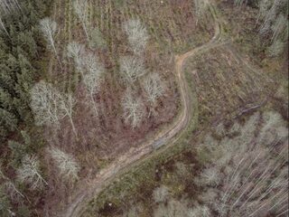 Argos: Hoe beschermd bos in Europese energiecentrales belandt