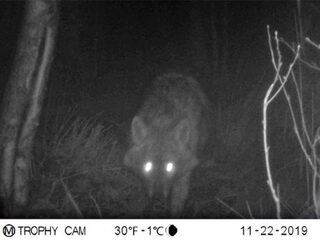 Gaat goudjakhals zich na de wolf ook vestigen in Nederland?