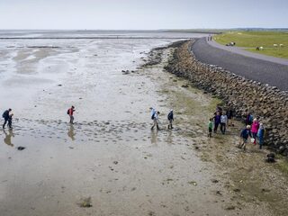 Witte kust bij Texel door klaarkomende oesters: 'Warm water is de trigger'