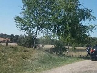 Beekse Bergen: 'Dit gezin heeft ongelooflijk veel geluk gehad'