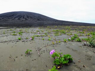 Op het gloednieuwe eiland Hunga Tonga krioelt het al van het leven