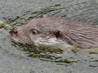 Geen ruimte voor nieuwe otters in Limburg