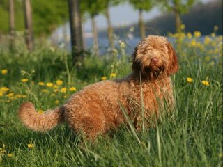 Natuur door de ogen van de hond: 'Dit is mijn gebied'