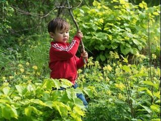 Het Tiny Forest is goed voor de zelfstandigheid van stadse kinderen