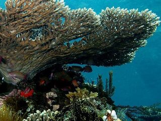 Nederland een van de grootste importeurs van Indonesische koraalsoorten