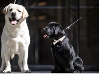 Europese Parlement stemt voor gezamenlijke aanpak illegale hondenfokkers